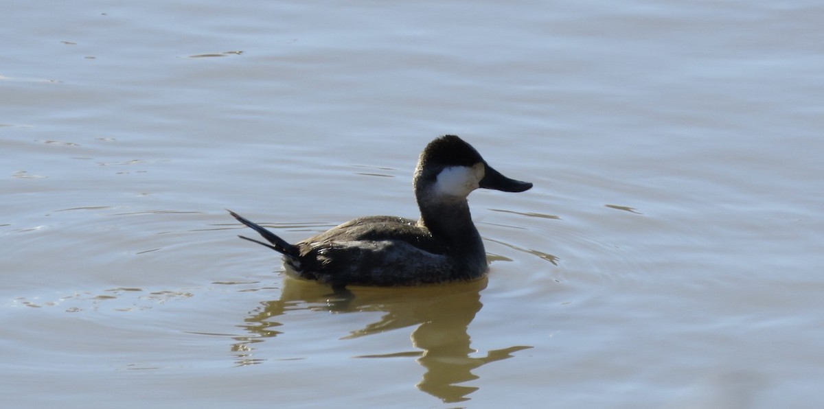 Ruddy Duck - Zella Nisley