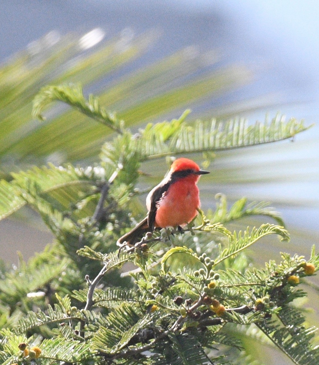 Vermilion Flycatcher - ML413696381