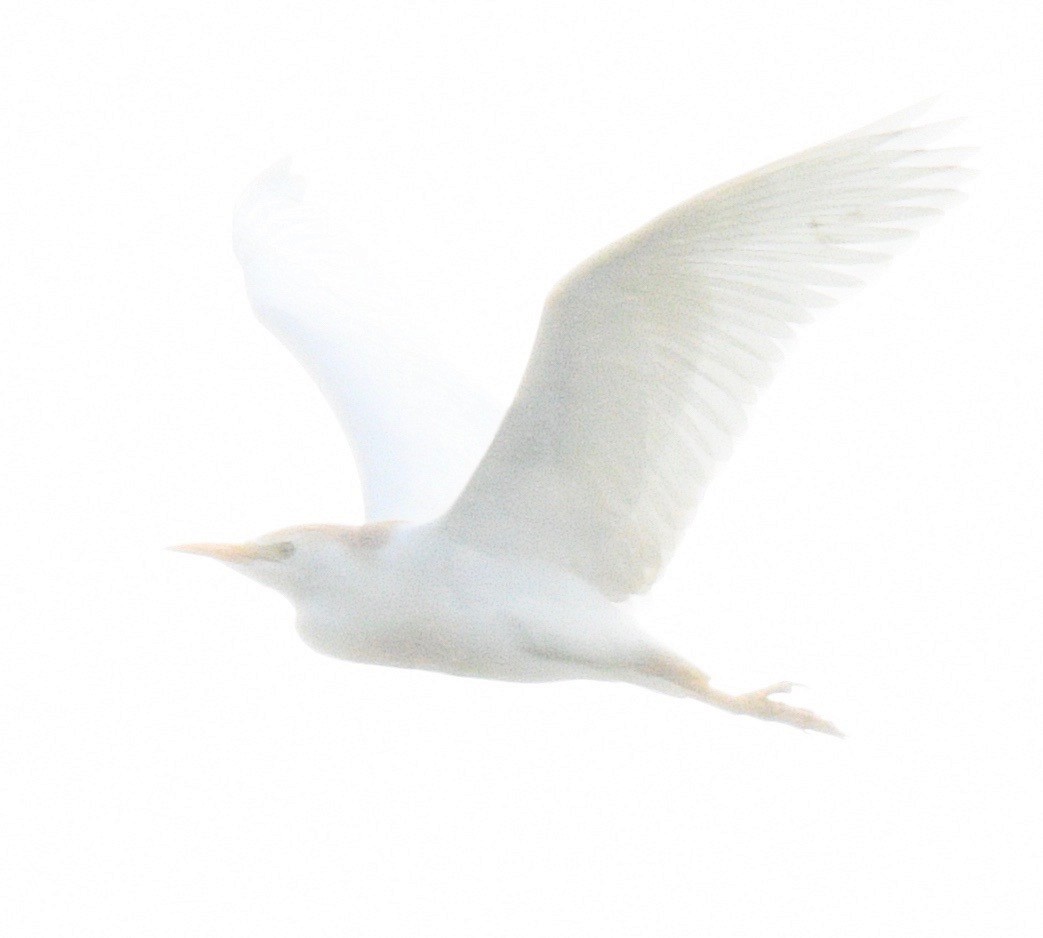 Western Cattle Egret - ML413697571