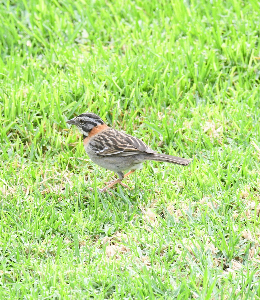 Rufous-collared Sparrow - ML413698891