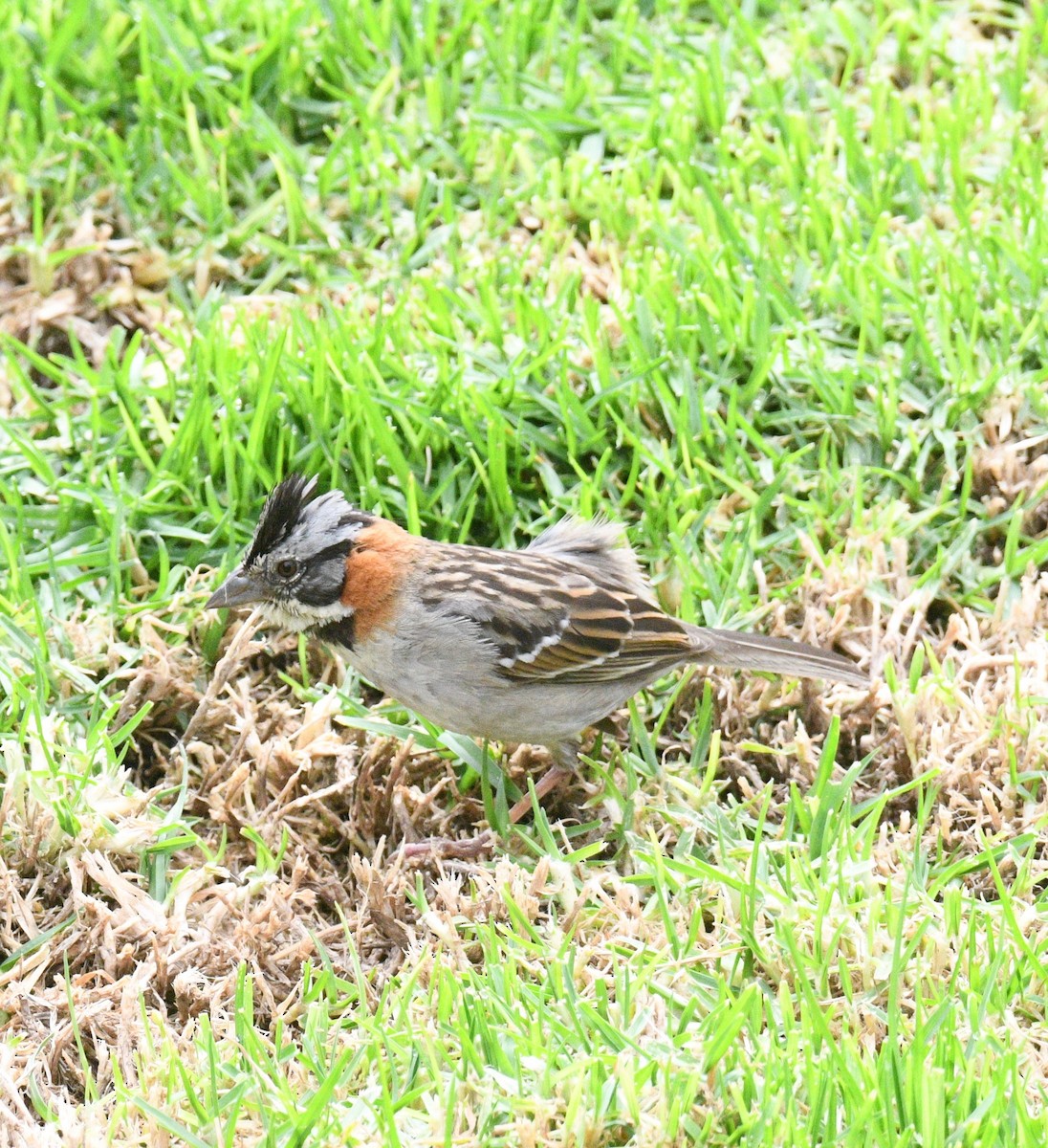 Rufous-collared Sparrow - ML413699171