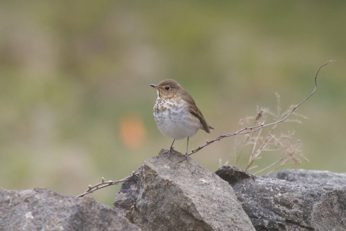 Swainson's Thrush - Doug Hitchcox