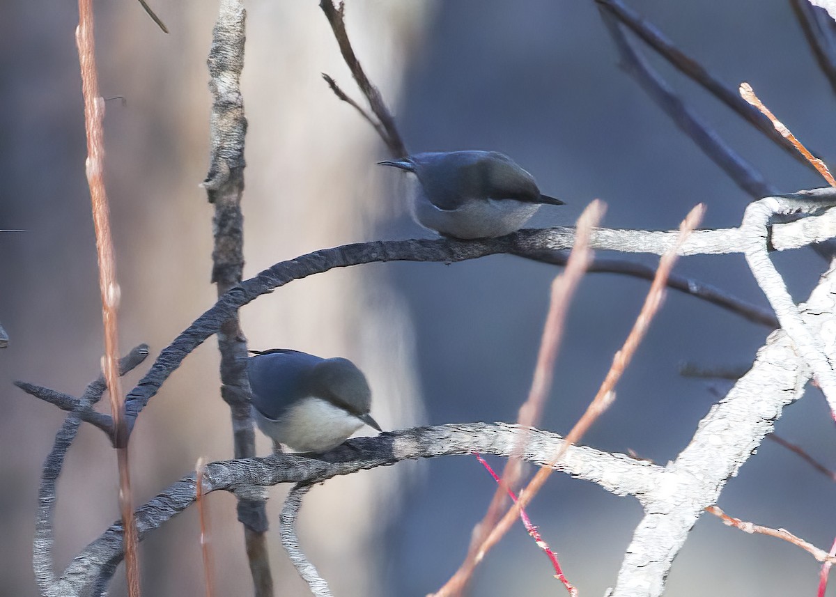 Pygmy Nuthatch - Mary Clausen