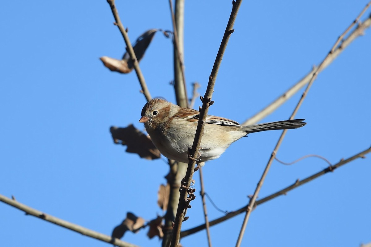 Field Sparrow - ML413700331