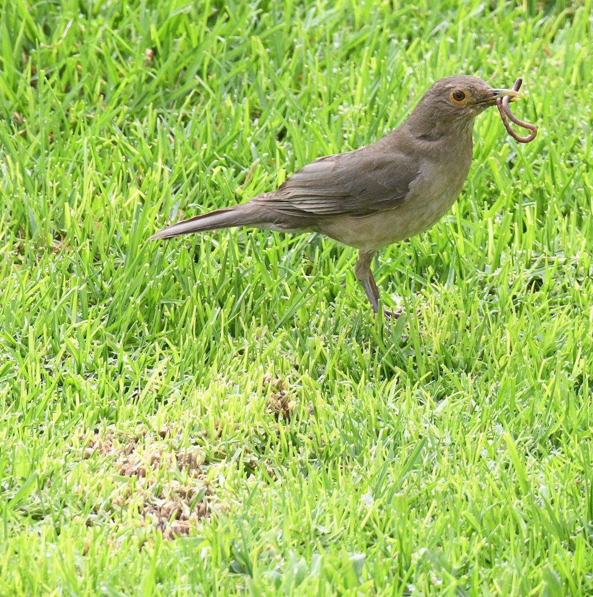 Ecuadorian Thrush - ML413700381