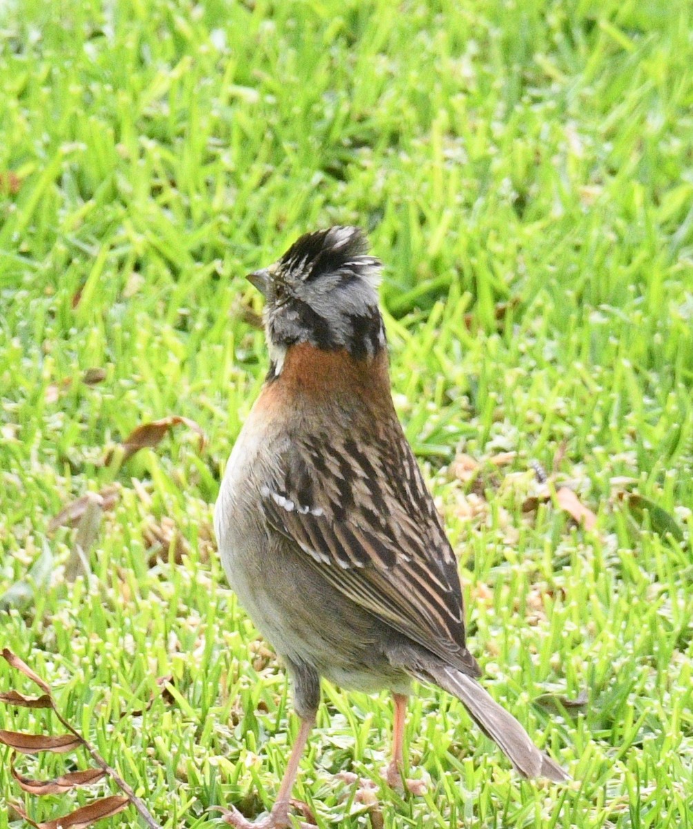 Rufous-collared Sparrow - ML413700761