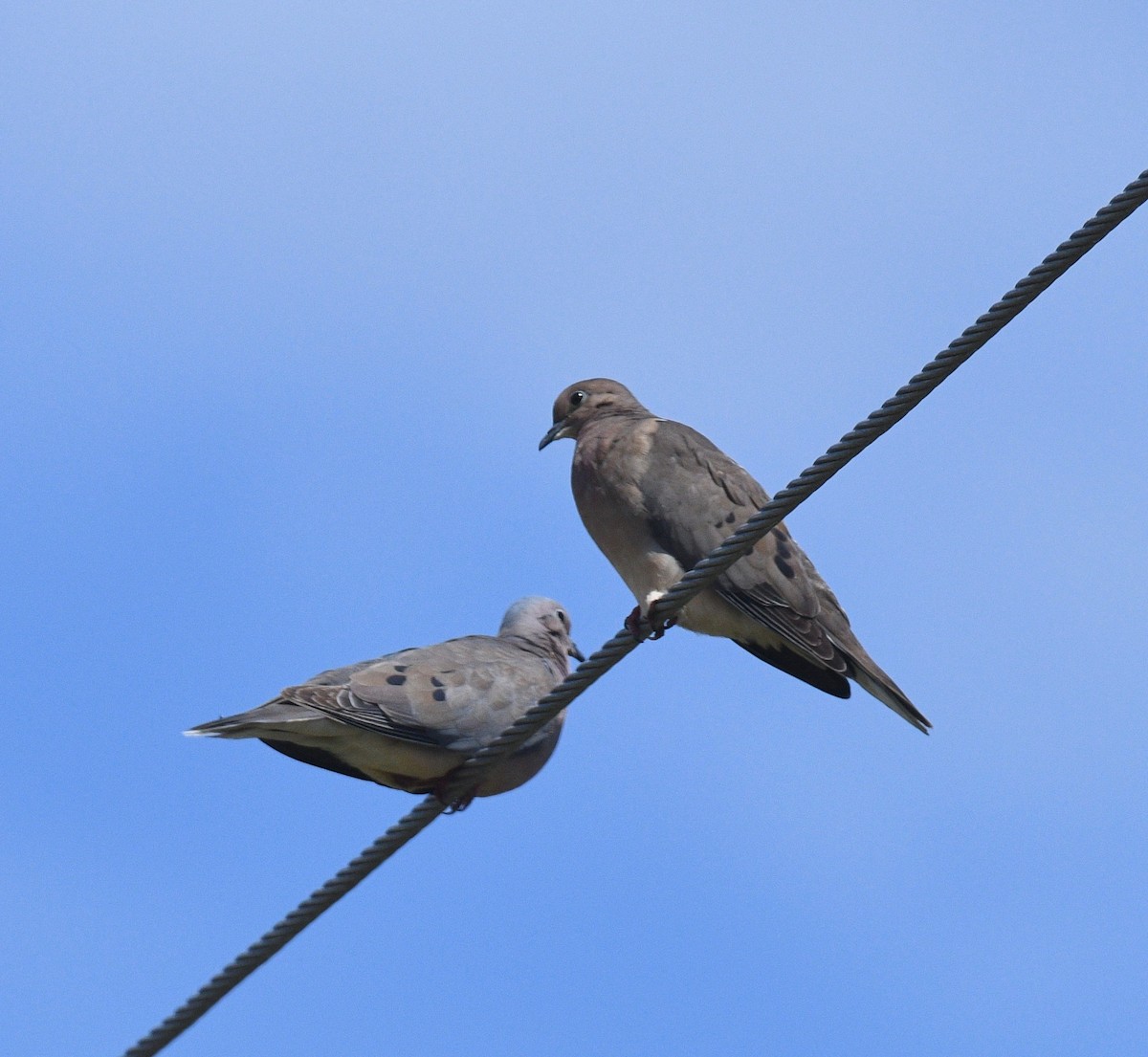 Eared Dove - ML413701091