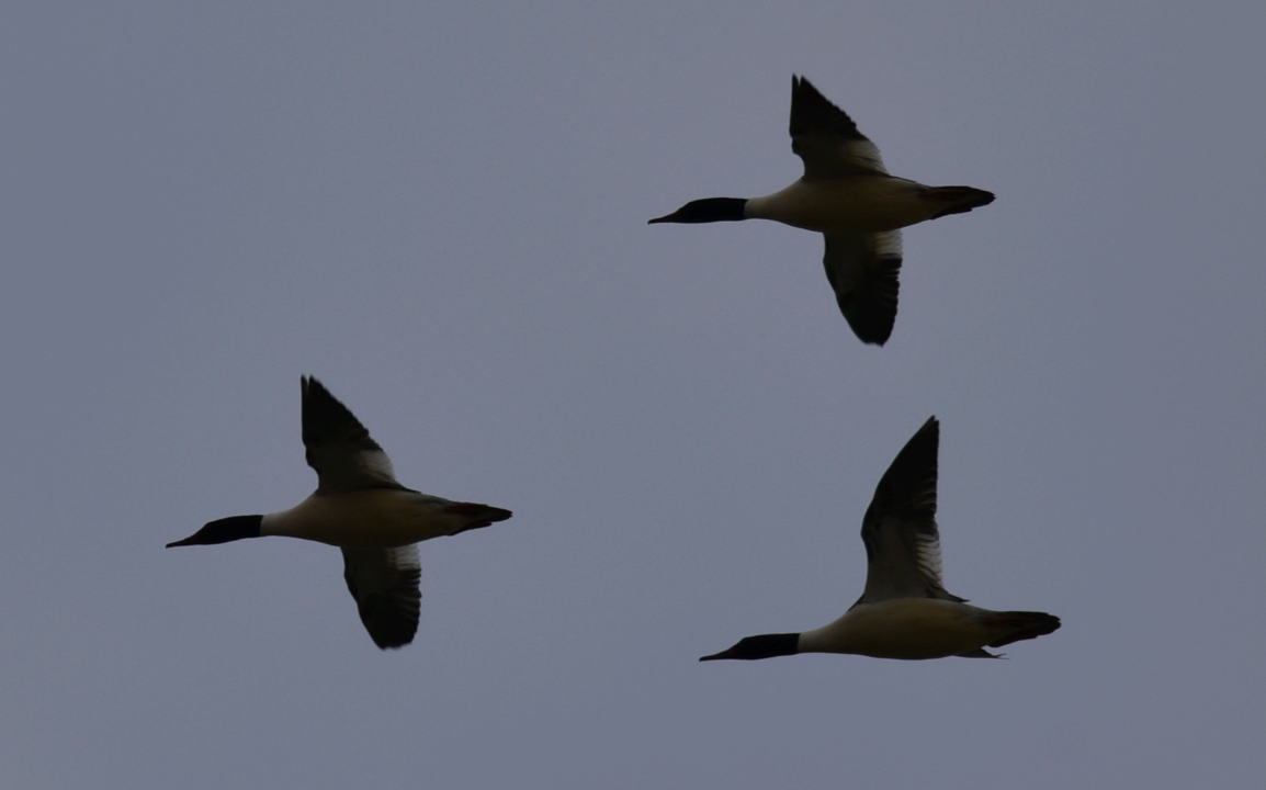 Common Merganser - ML413702091