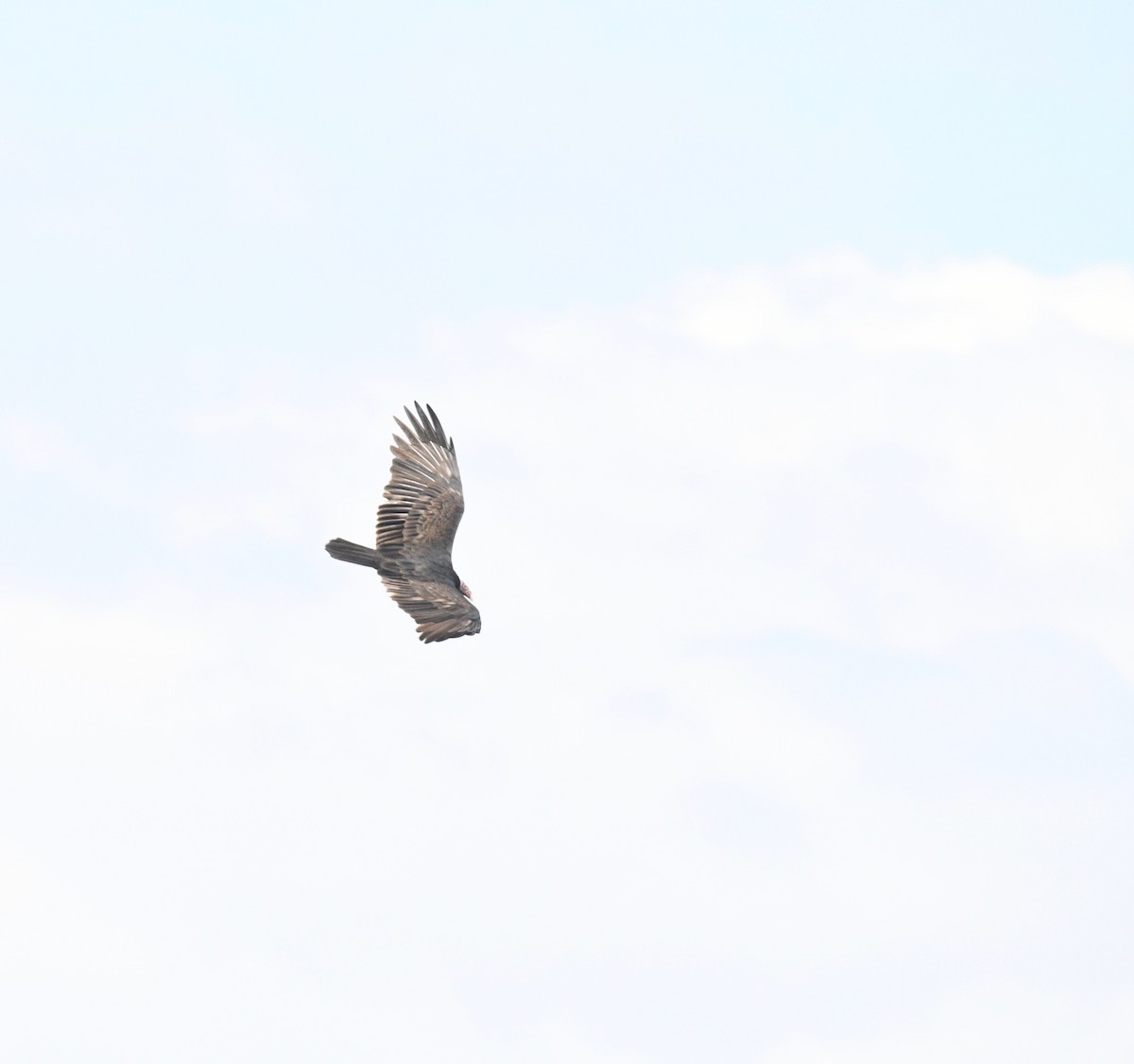 Turkey Vulture - ML413702971