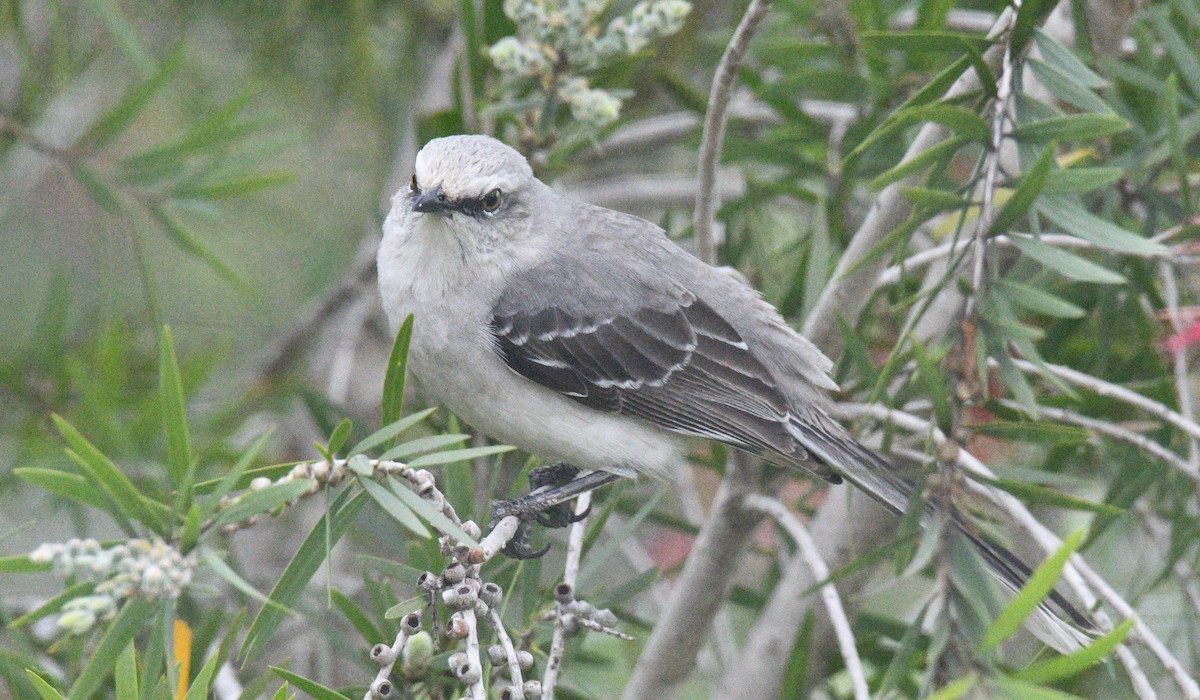 Tropical Mockingbird - ML413703971