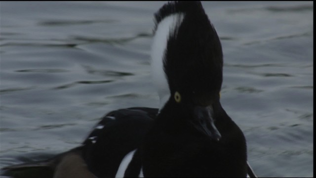 Hooded Merganser - ML413704