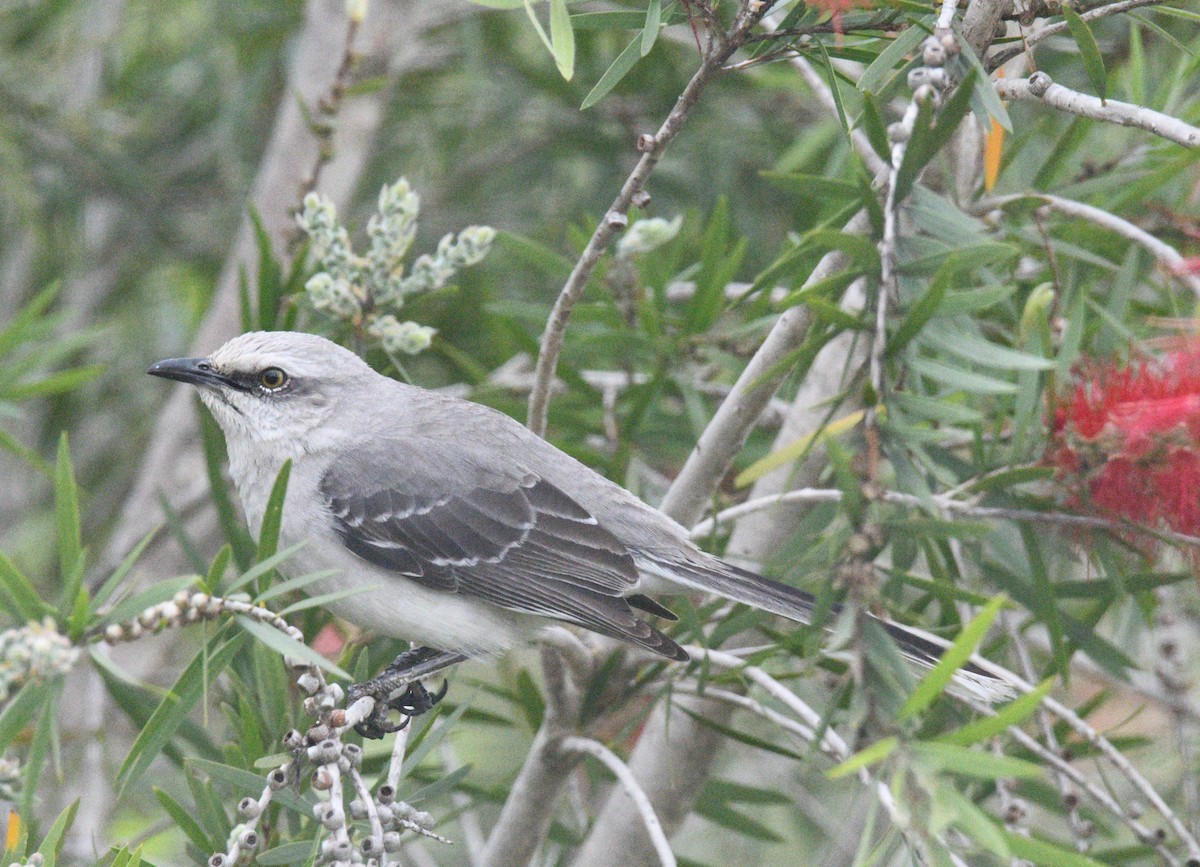 Tropical Mockingbird - ML413704401