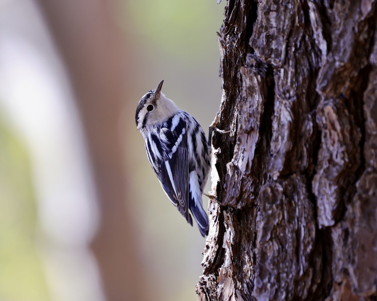 Black-and-white Warbler - ML413705511