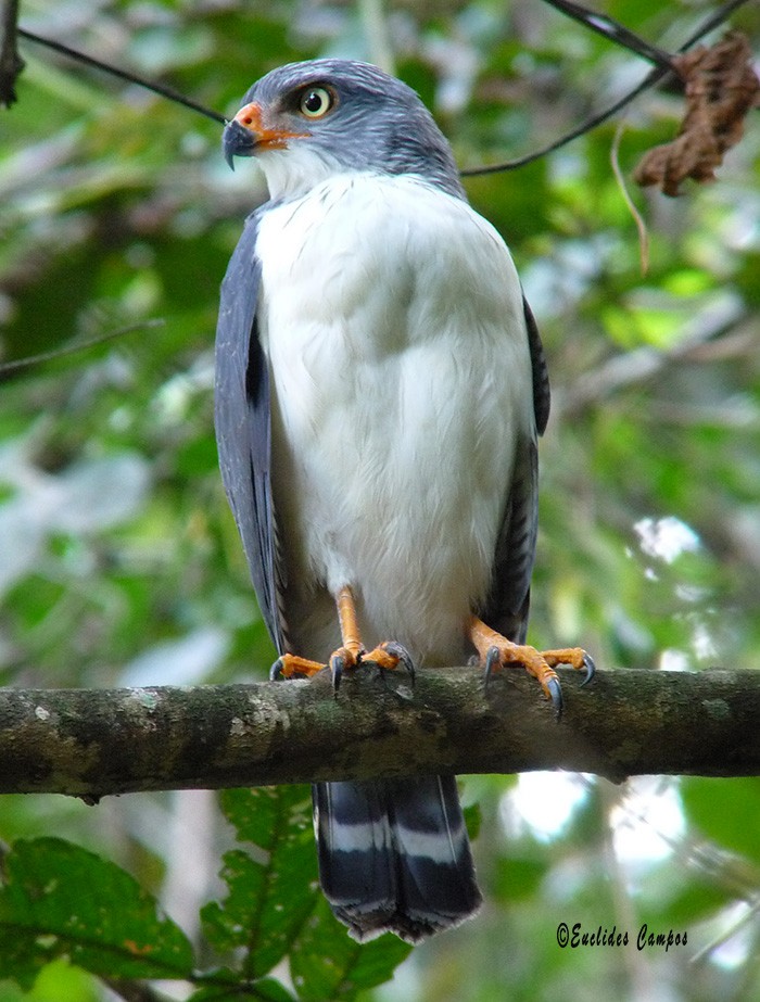 Semiplumbeous Hawk - ML41370611