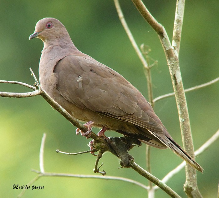 Ruddy Pigeon - ML41370631