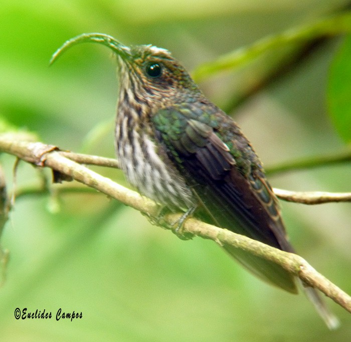 White-tipped Sicklebill - ML41370691