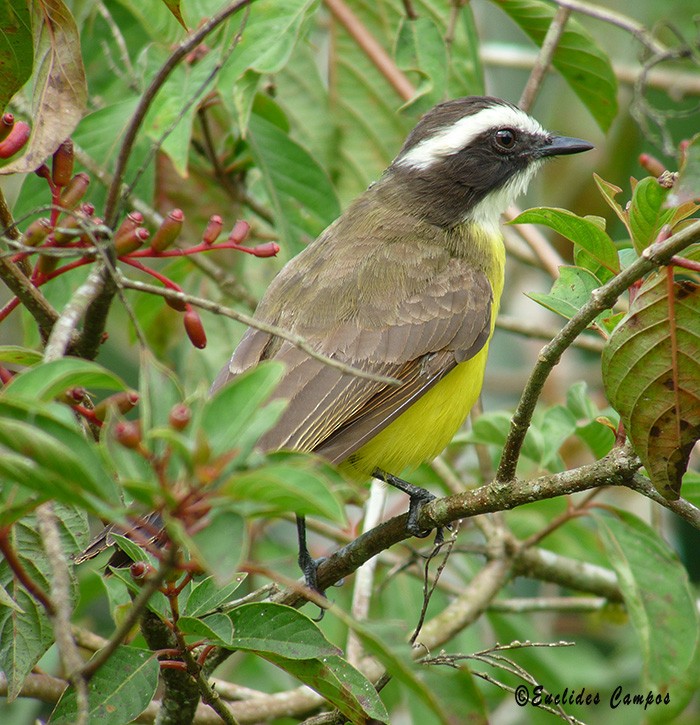 Rusty-margined Flycatcher - ML41370761