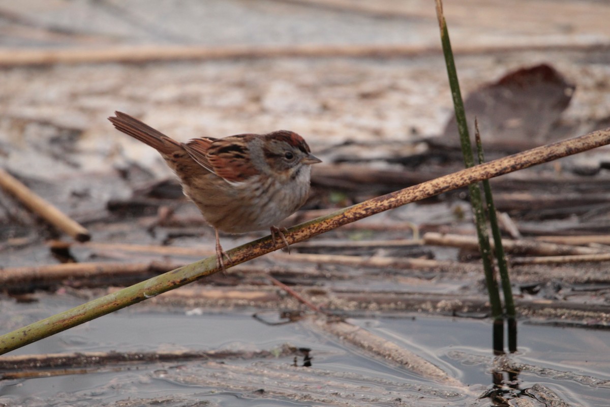 Swamp Sparrow - ML413707861