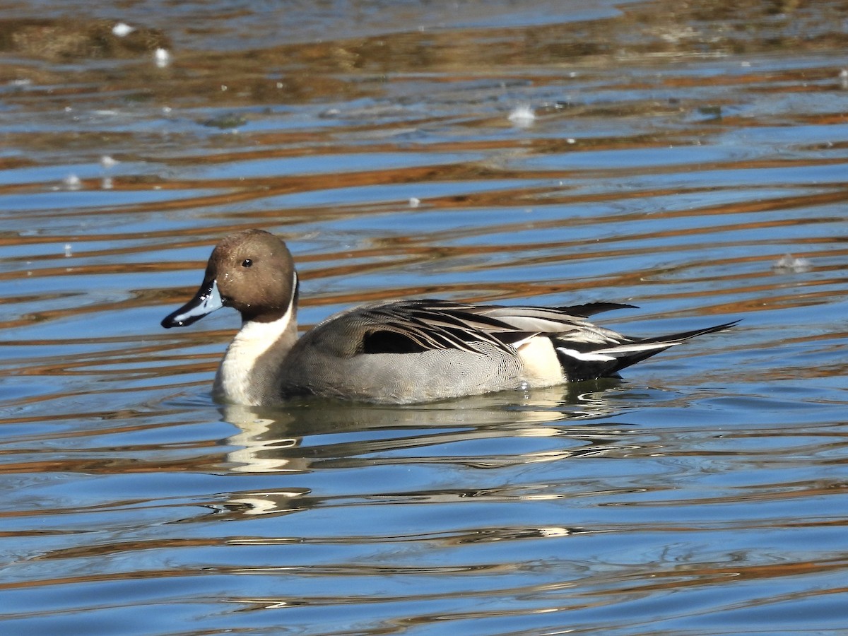 Northern Pintail - deborah feige