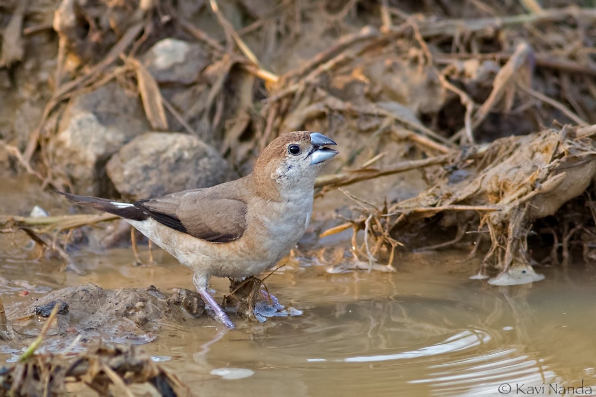 Indian Silverbill - Kavi Nanda
