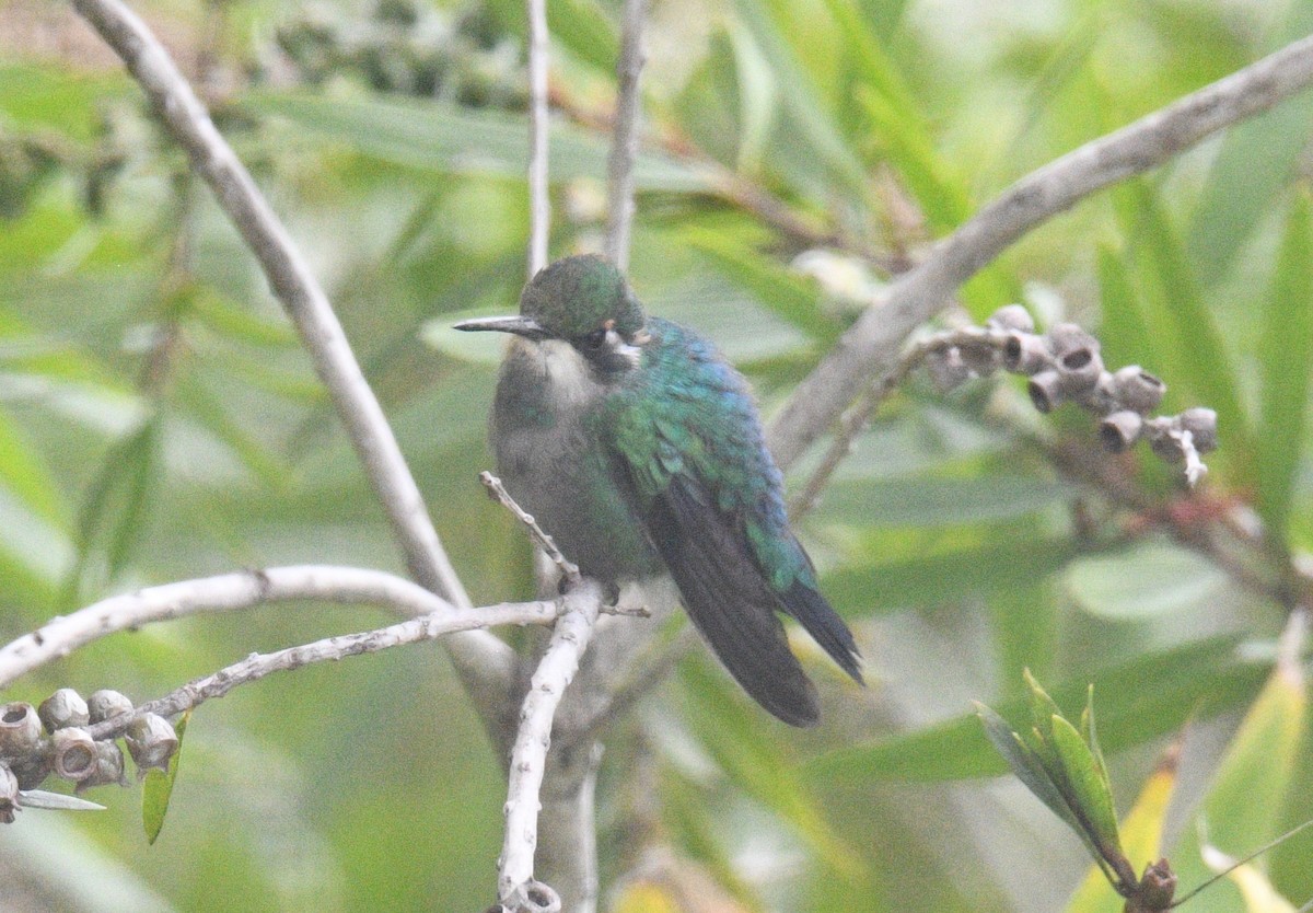 Western Emerald - ML413708451