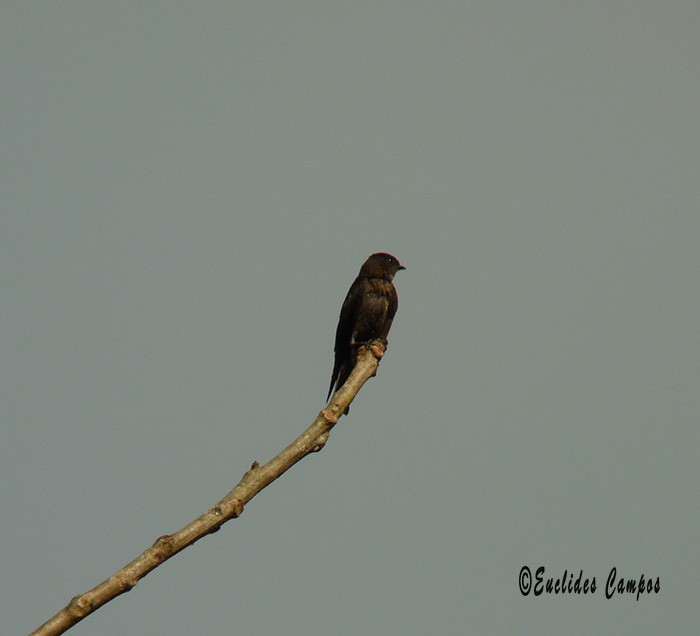 White-thighed Swallow - Euclides "Kilo" Campos