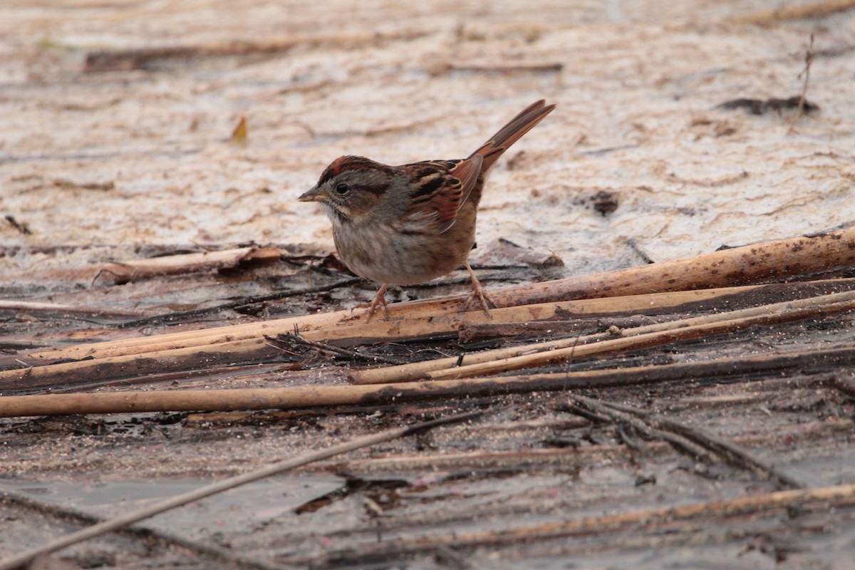 Swamp Sparrow - ML413709121