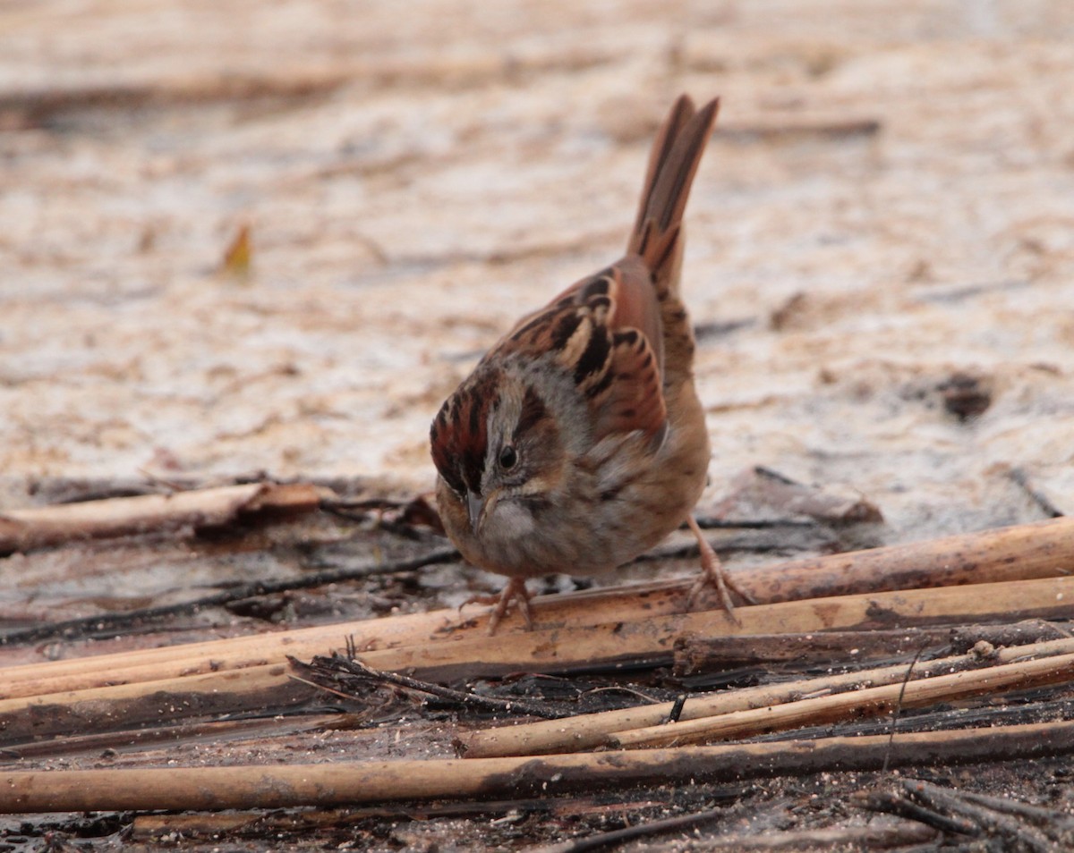 Swamp Sparrow - ML413709341