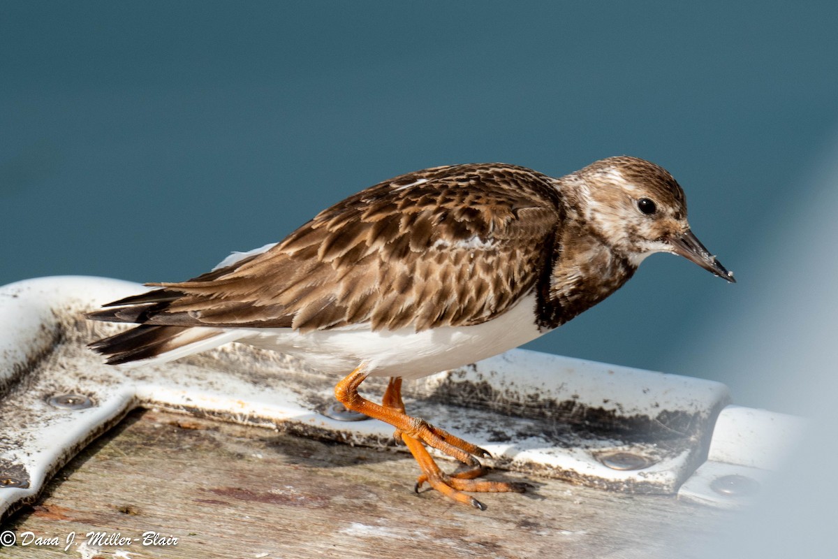 Ruddy Turnstone - Dana Miller-Blair