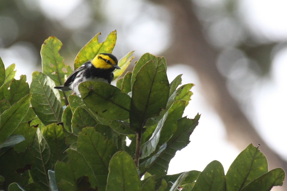 Golden-cheeked Warbler - Carlos Funes