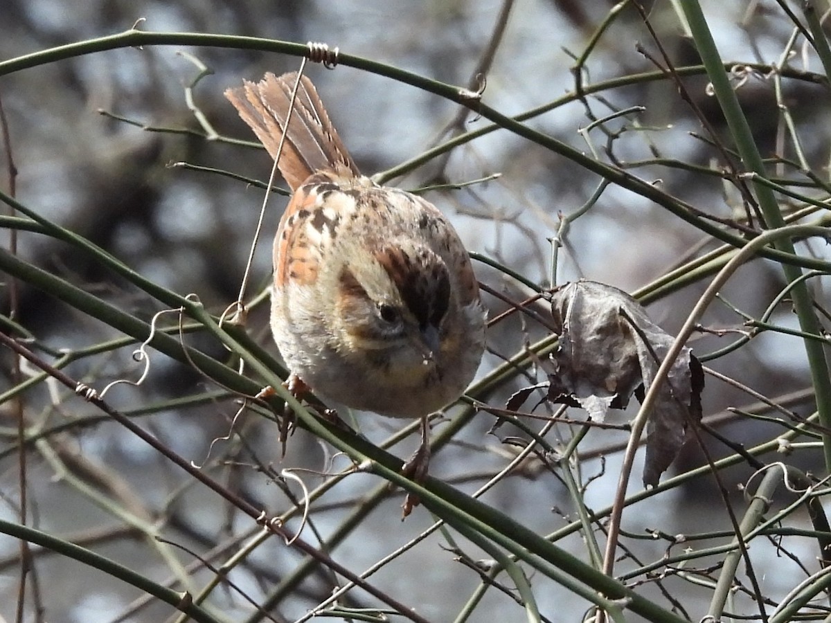 Swamp Sparrow - ML413715391