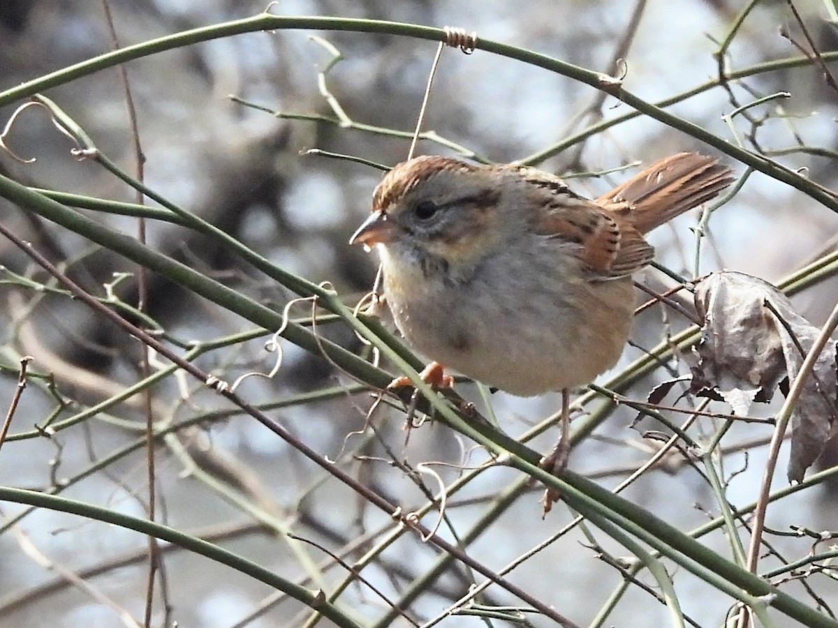 Swamp Sparrow - ML413715401