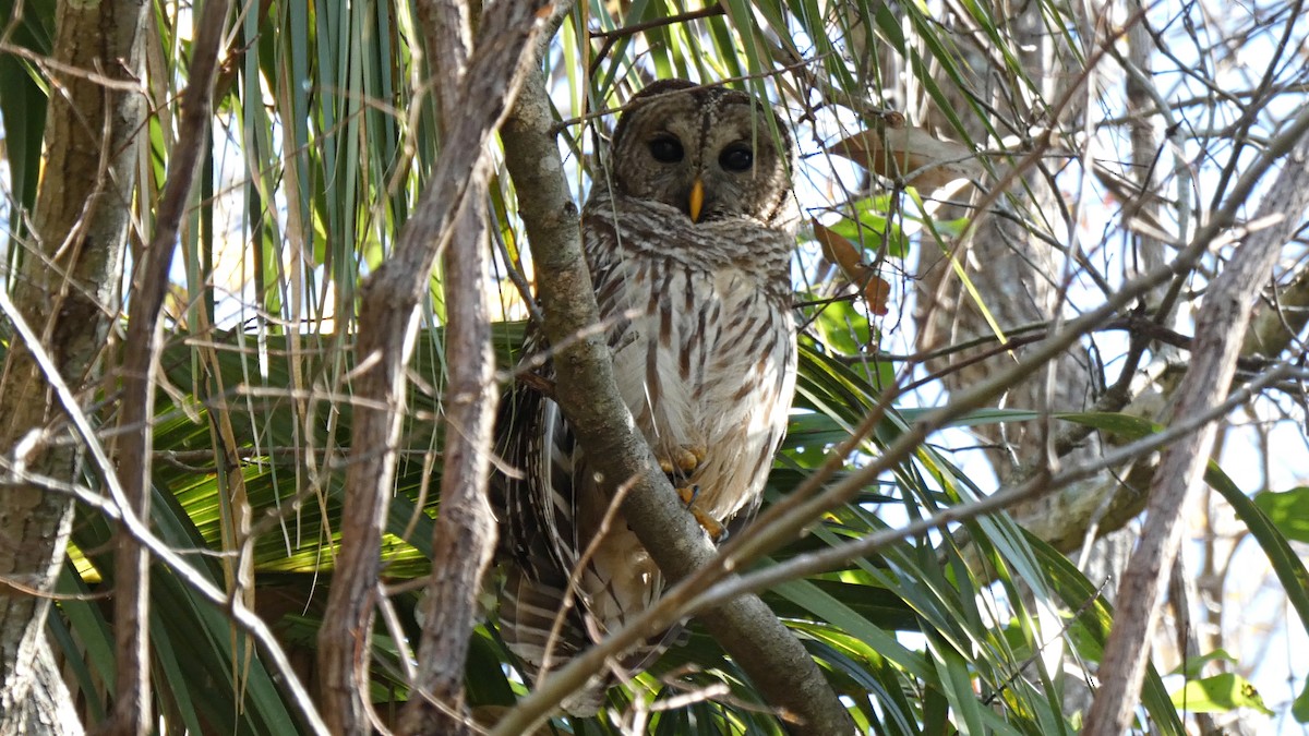 Barred Owl - Malini Kaushik