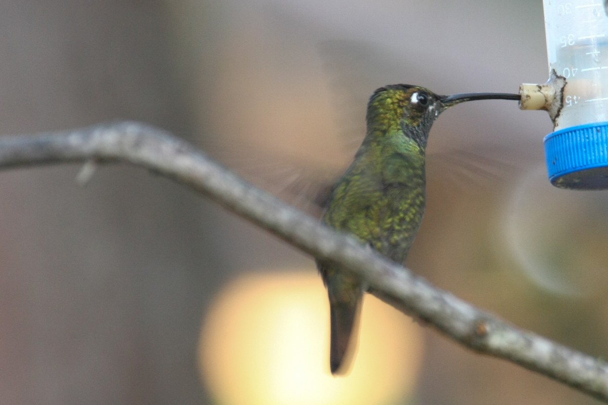 kolibřík skvostný - ML41371621