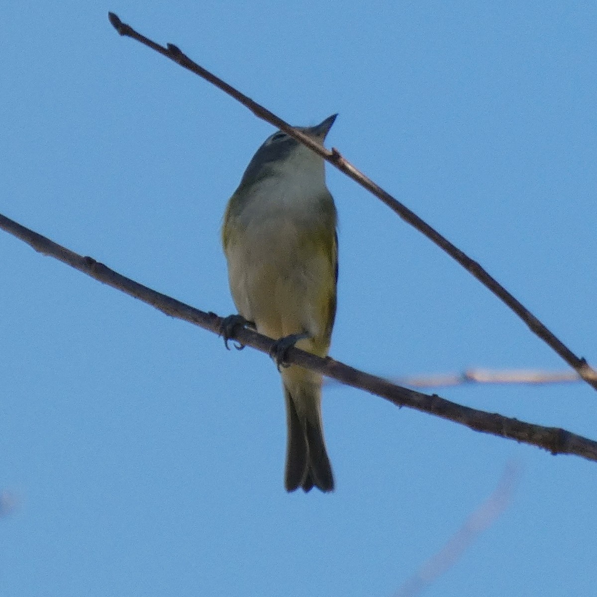 Vireo Solitario - ML413716361