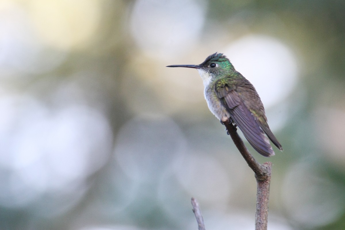 Azure-crowned Hummingbird - ML41371681