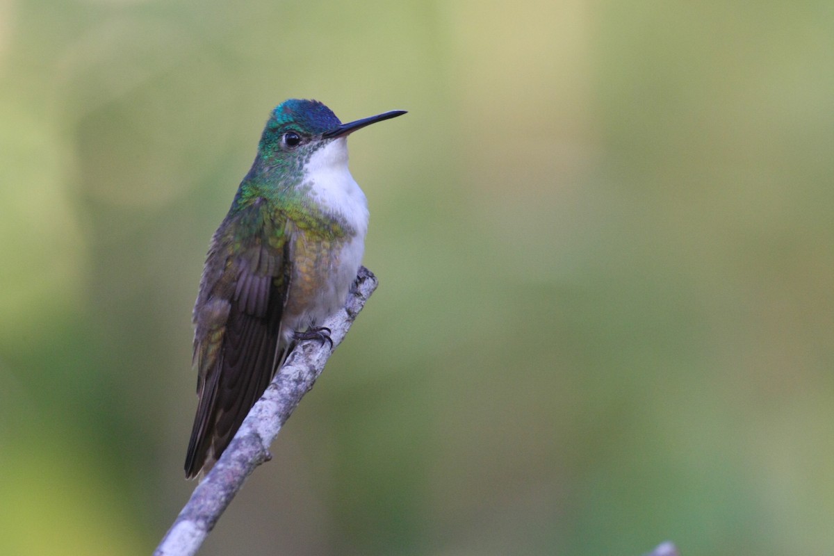 Azure-crowned Hummingbird - ML41371731