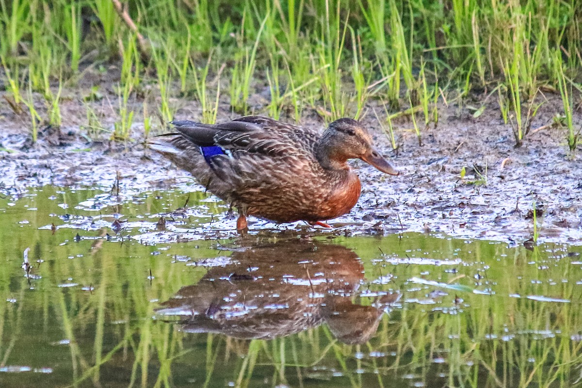 Mallard - ML413717581
