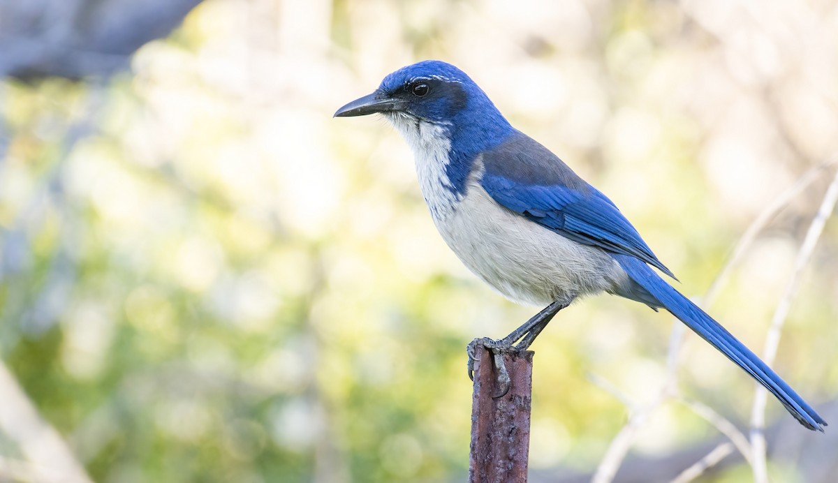 Island Scrub-Jay - ML413717741