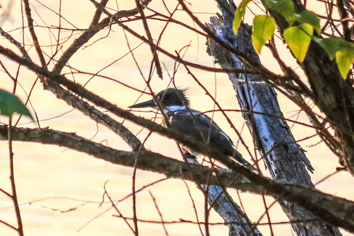 Belted Kingfisher - ML413717961