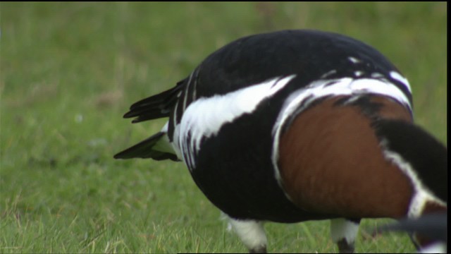 Red-breasted Goose - ML413719