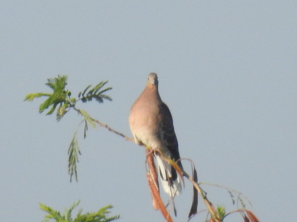 Oriental Turtle-Dove - Rajendra Gadgil