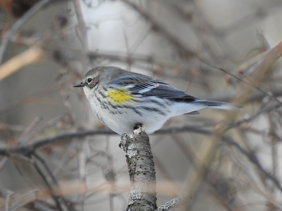 Yellow-rumped Warbler (Myrtle) - ML413719391