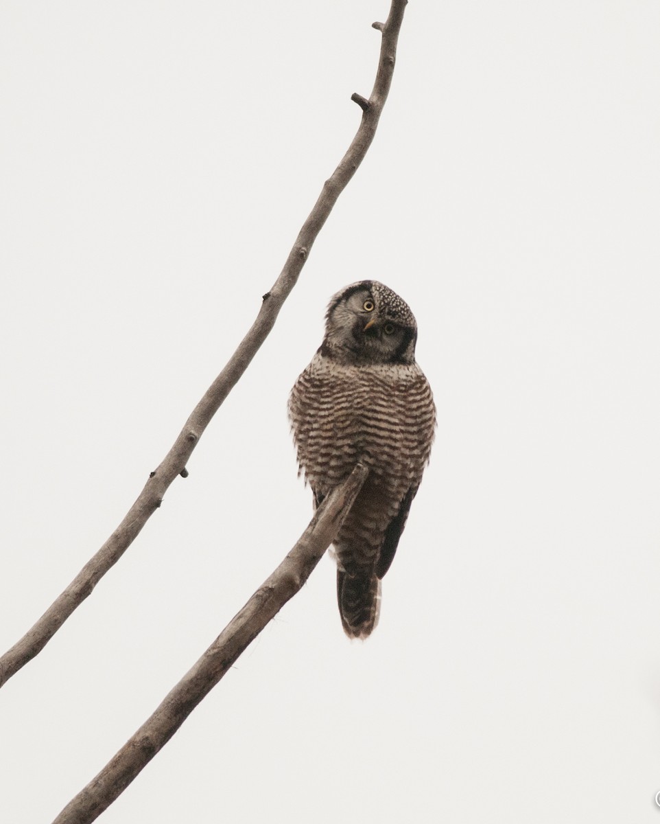 Northern Hawk Owl - Ken Wright