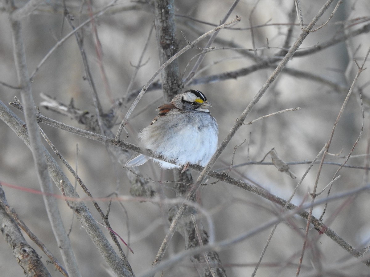 White-throated Sparrow - ML413719491