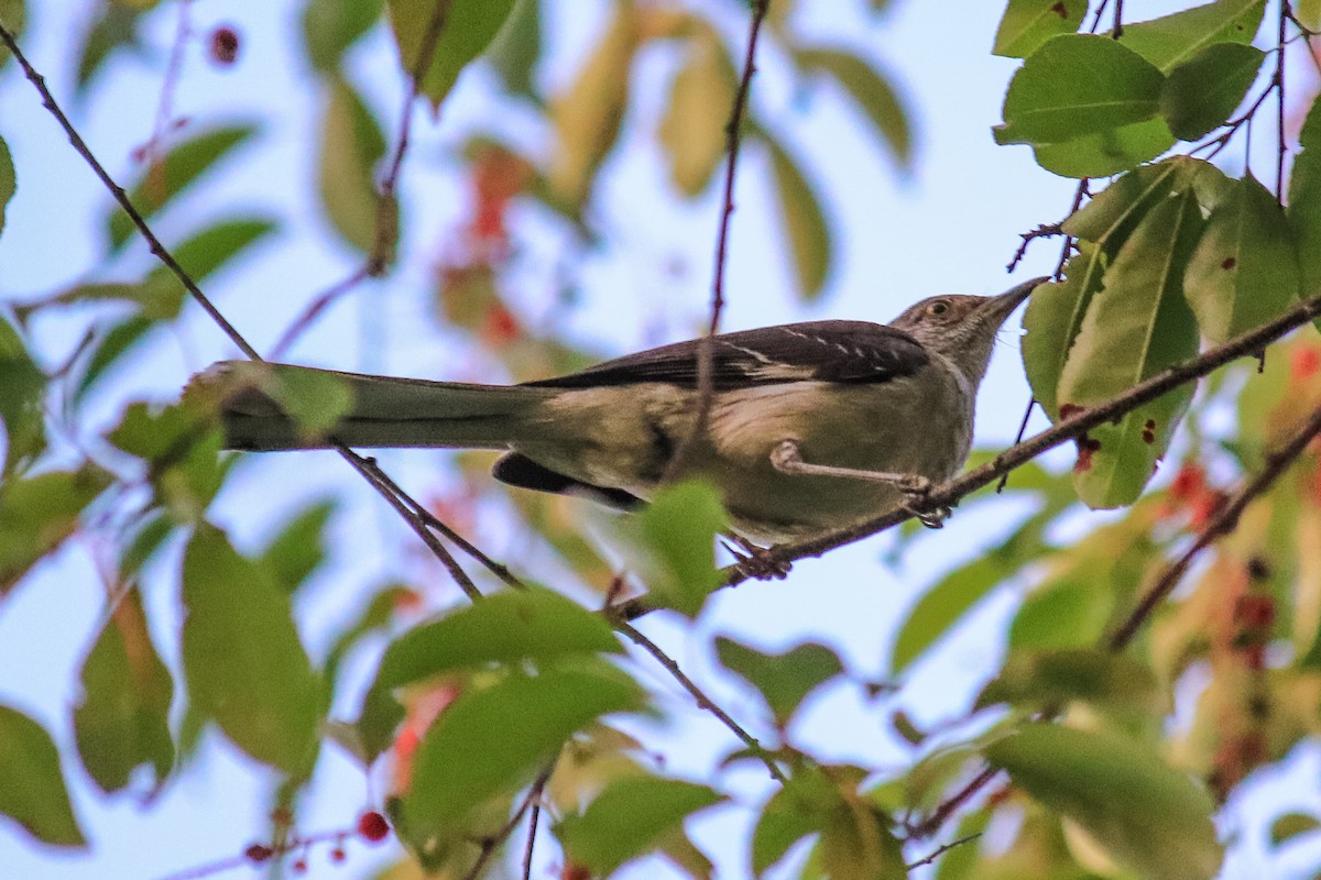 Northern Mockingbird - ML413719711