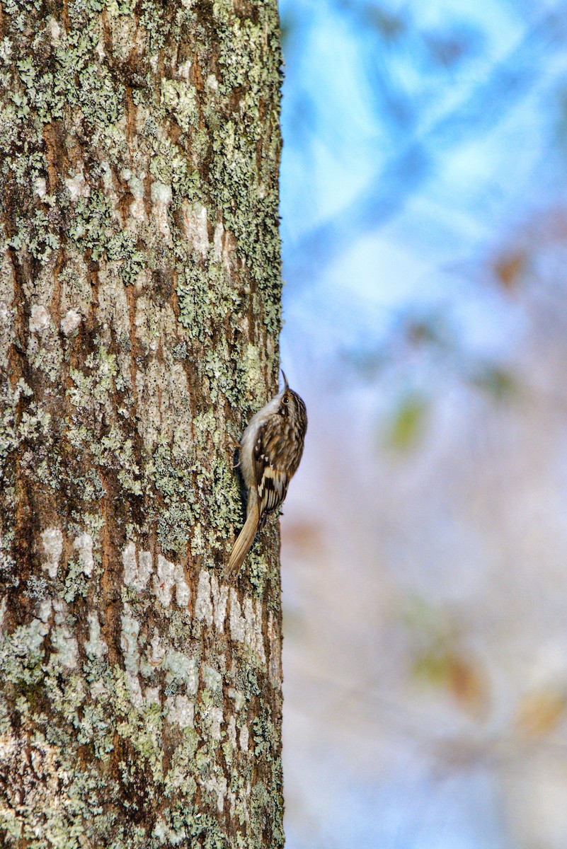 Brown Creeper - Andrew Ruhs