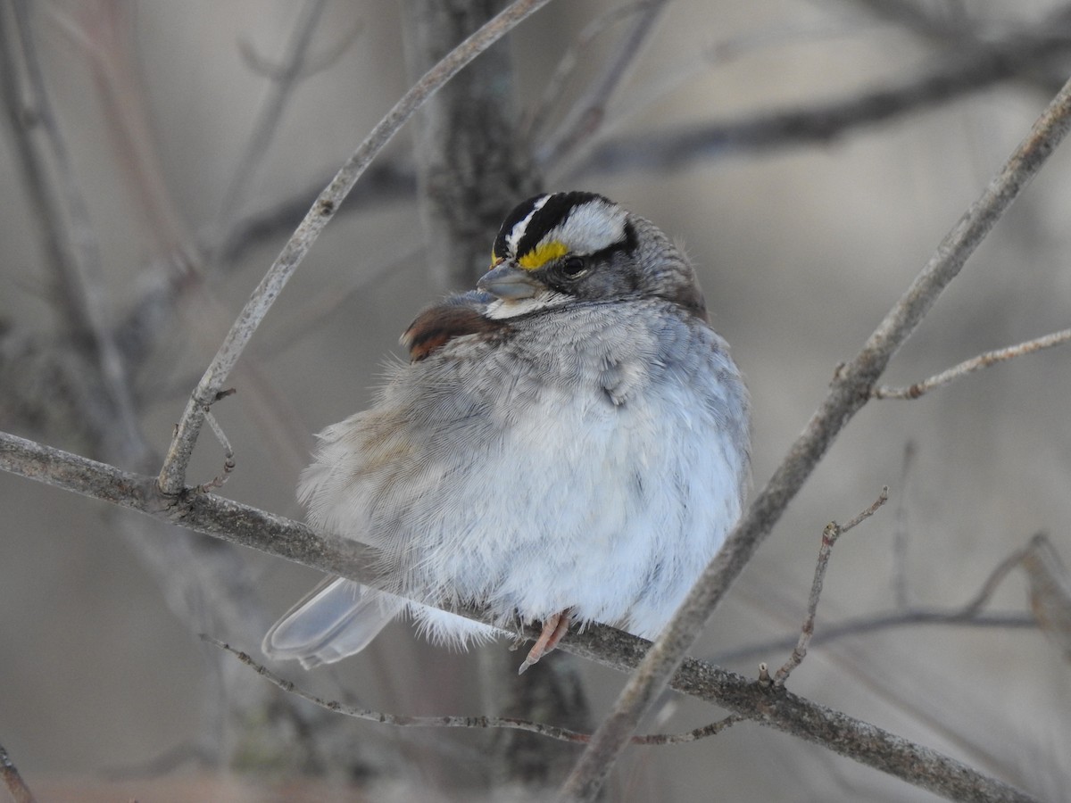 White-throated Sparrow - ML413720501