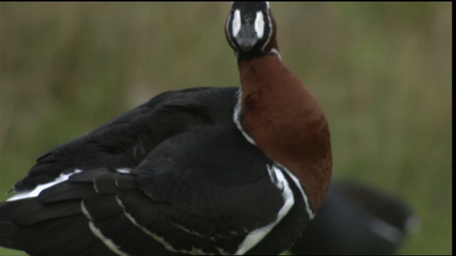 Red-breasted Goose - ML413721