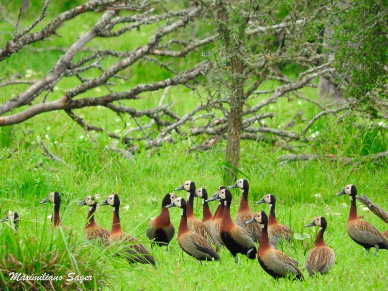 White-faced Whistling-Duck - ML41372121